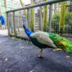 Newquay Zoo - Newquay