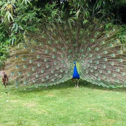 Newquay Zoo - Newquay