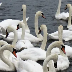 Norfolk Broads National Park - Norfolk