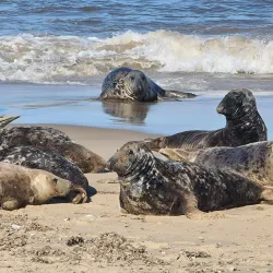 Norfolk Broads National Park - Norfolk