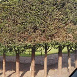 Davenham Village - Northwich