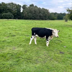 Marbury Country Park - Northwich