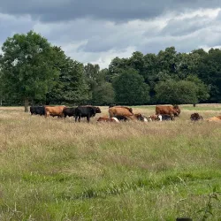 Northwich Community Woodlands - Northwich