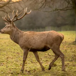 Wollaton Hall and Park - Nottingham
