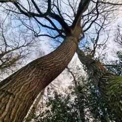 Hartshill Hayes Country Park - Nuneaton