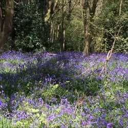Hartshill Hayes Country Park - Nuneaton