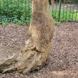 Hartshill Hayes Country Park - Nuneaton