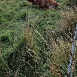 Mull and Iona Ferry - Oban