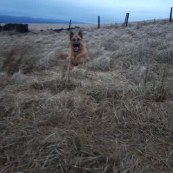Crompton Moor - Oldham