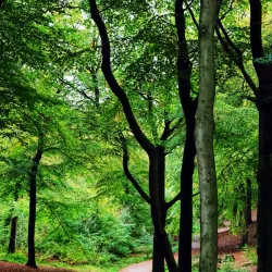 Tandle Hill Country Park - Oldham