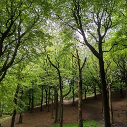 Tandle Hill Country Park - Oldham