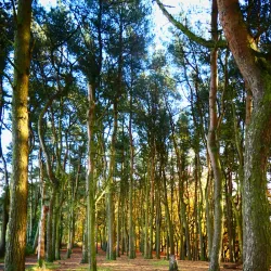 Tandle Hill Country Park - Oldham