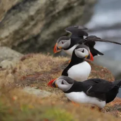 Brough of Birsay - Orkney