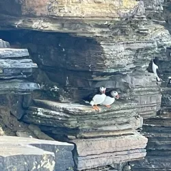 Yesnaby Cliffs - Orkney