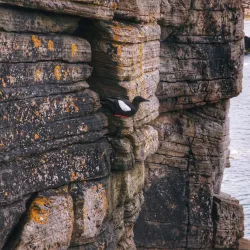 Yesnaby Cliffs - Orkney