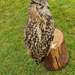 Cae Glas Park - Oswestry