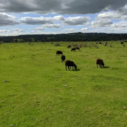 Old Oswestry Hillfort - Oswestry