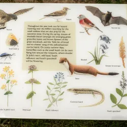 Old Oswestry Hillfort - Oswestry