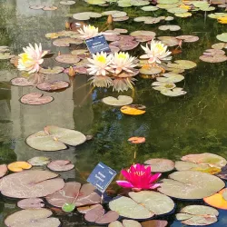 Oxford Botanic Garden - Oxford