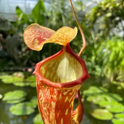 Oxford Botanic Garden - Oxford