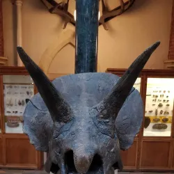 Pitt Rivers Museum - Oxford