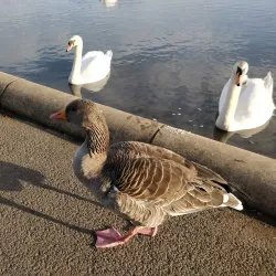 Barshaw Park - Paisley