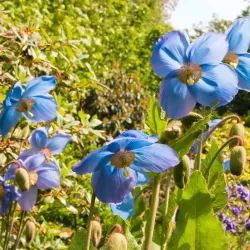Branklyn Garden - Perth