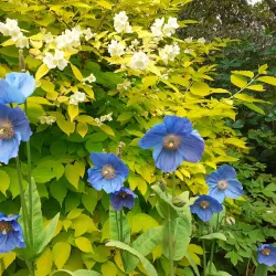 Branklyn Garden - Perth