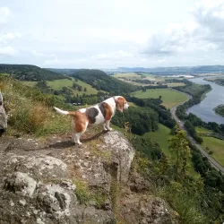 Kinnoull Hill Woodland Park - Perth
