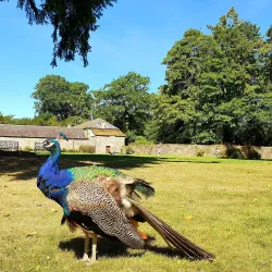 Scone Palace - Perth