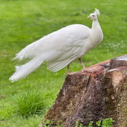 Scone Palace - Perth