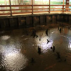 Flag Fen Archaeology Park - Peterborough
