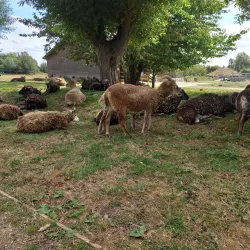 Flag Fen Archaeology Park - Peterborough