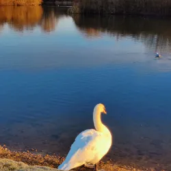 Nene Park - Peterborough