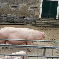 Sacrewell Farm and Country Centre - Peterborough