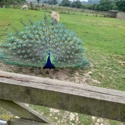 Sacrewell Farm and Country Centre - Peterborough