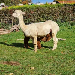 Sacrewell Farm and Country Centre - Peterborough