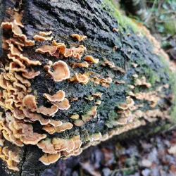 Devonport Heritage Trail - Plymouth