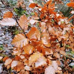 Devonport Heritage Trail - Plymouth