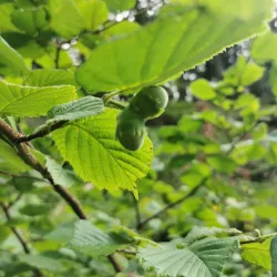 Devonport Heritage Trail - Plymouth