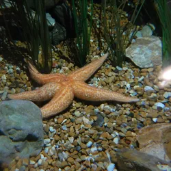 National Marine Aquarium - Plymouth