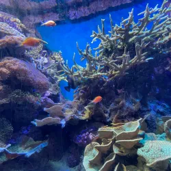 National Marine Aquarium - Plymouth