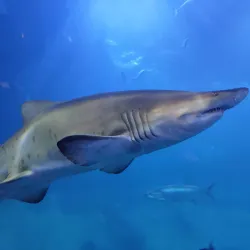 National Marine Aquarium - Plymouth