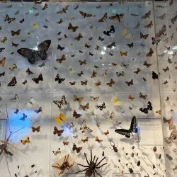 Plymouth City Museum and Art Gallery - Plymouth