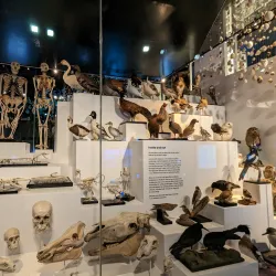 Plymouth City Museum and Art Gallery - Plymouth