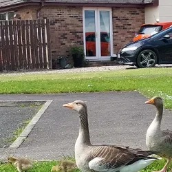 Craigavon Lakes - Portadown
