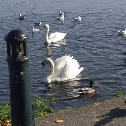 Lurgan Park - Portadown