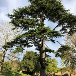 Caversham Court Gardens - Reading