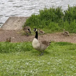 Arrow Valley Country Park - Redditch