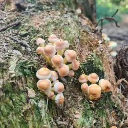 Batchley Brook Nature Reserve - Redditch